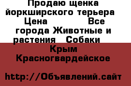 Продаю щенка йоркширского терьера  › Цена ­ 20 000 - Все города Животные и растения » Собаки   . Крым,Красногвардейское